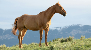 Equestrian Properties for Sale in Clearwater County Alberta